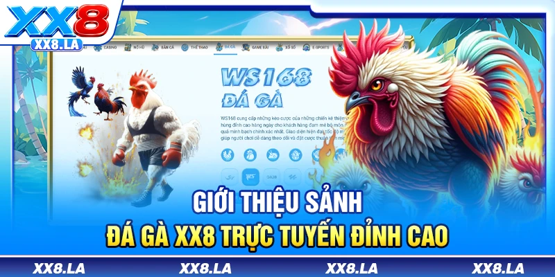 Giới thiệu sảnh đá gà XX8 trực tuyến đỉnh cao